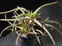 Thumbnail of 1768_Aloe Hybride Spider_20140607_01(1).JPG
